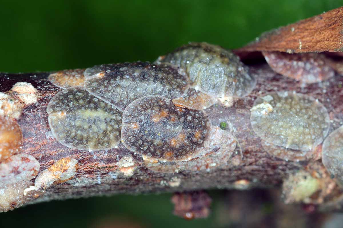 A horizontal close up of scale insects on a magnolia branch.