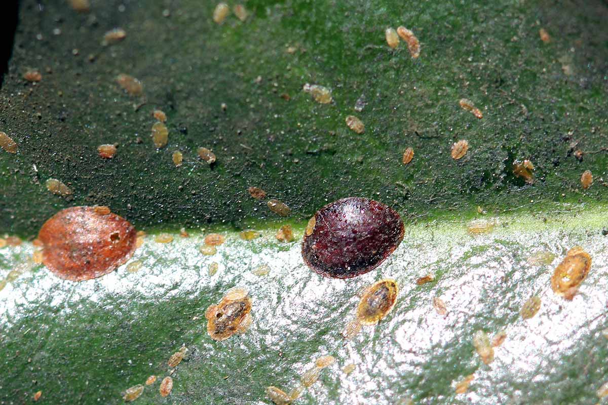 A close up horizontal image of scale insects on a leaf in high magnification.