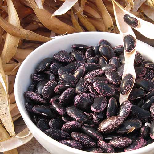 A close up square image of a white bowl of dried black and pink scarlet runner seeds with dry pods in the background.