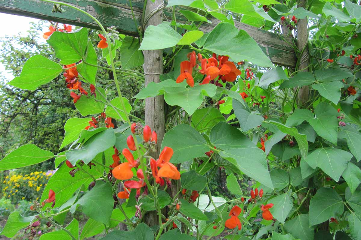 A close up horizontal image of scarlet runner beans with bright red flowers growing up a wooden trellis.
