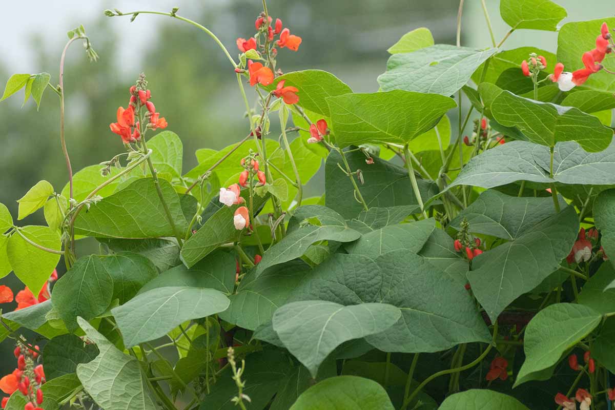 A horizontal image of the flowers and foliage of scarlet runner beans growing in the garden.