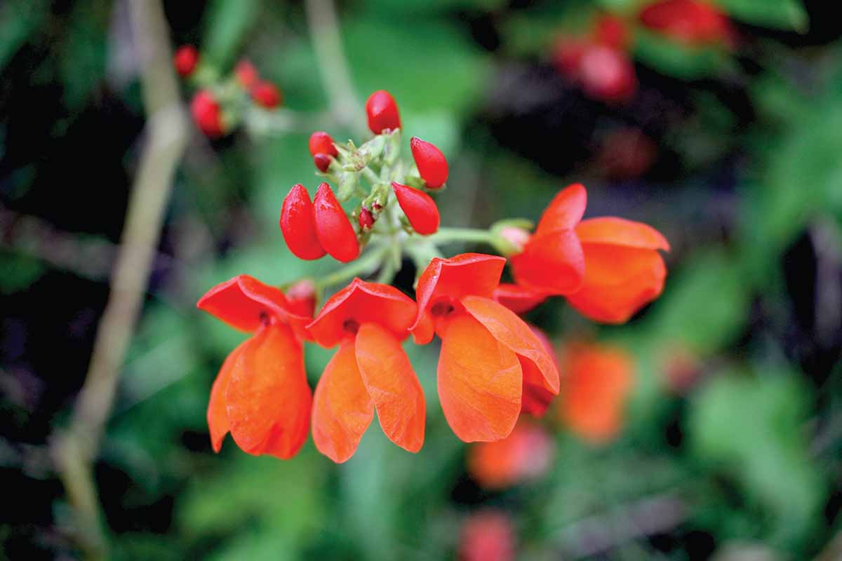 A close up horizontal image of the bright red flowers of scarlet runners pictured on a soft focus background.