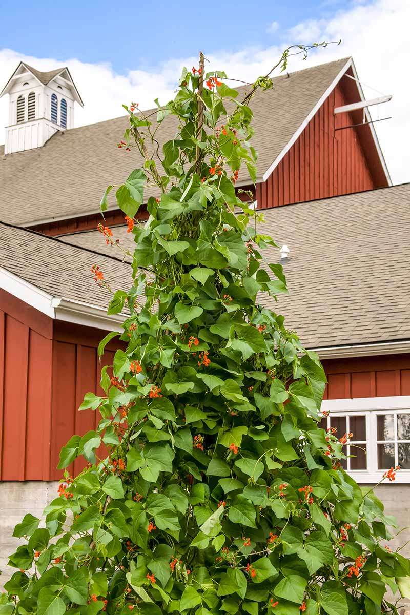 A vertical image of scarlet runner bean vines growing up a teepee trellis outside a residence.