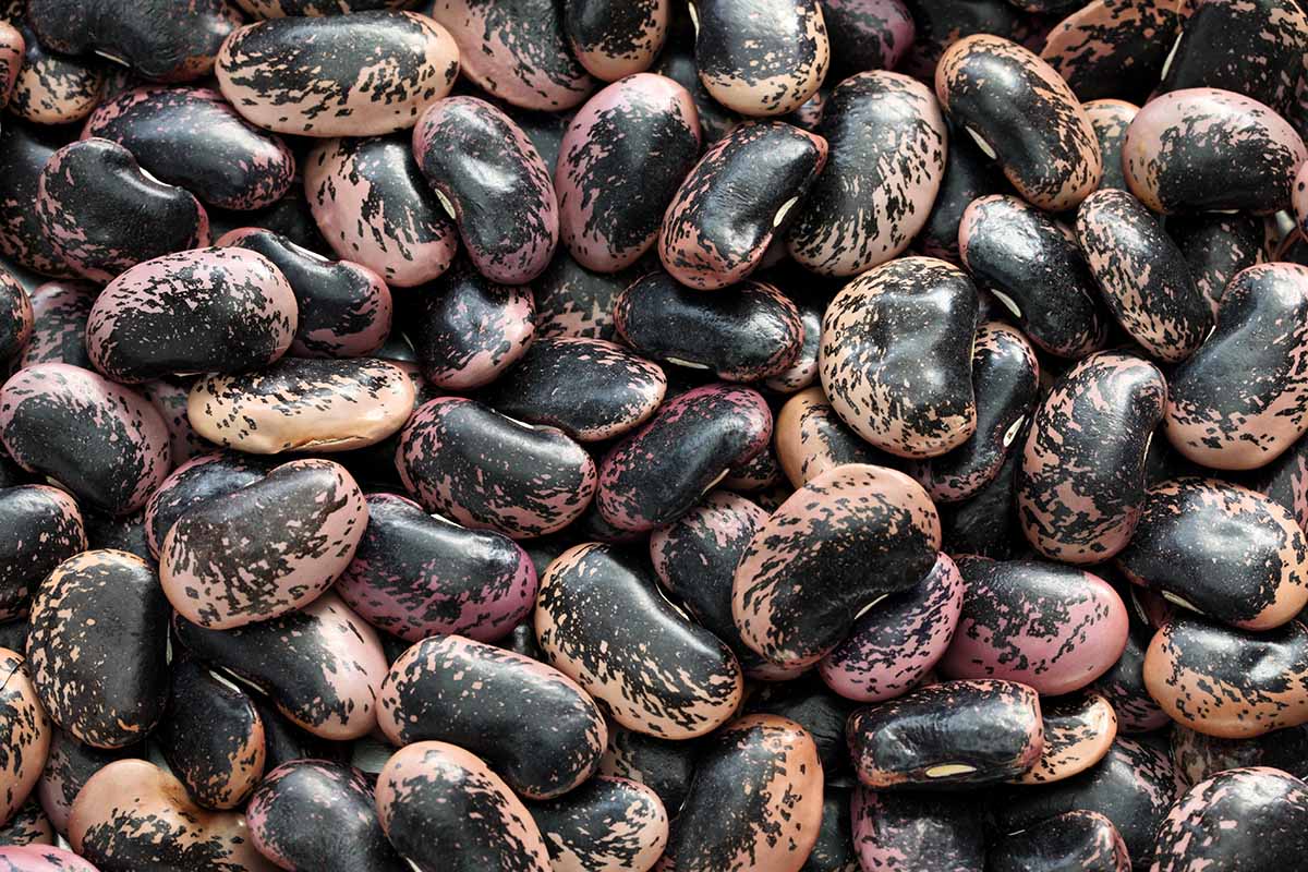 A close up horizontal image of a pile of pink and black scarlet runner beans shelled.