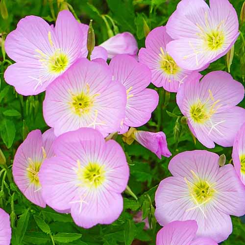 A square product photo of showy evening primrose blooms.