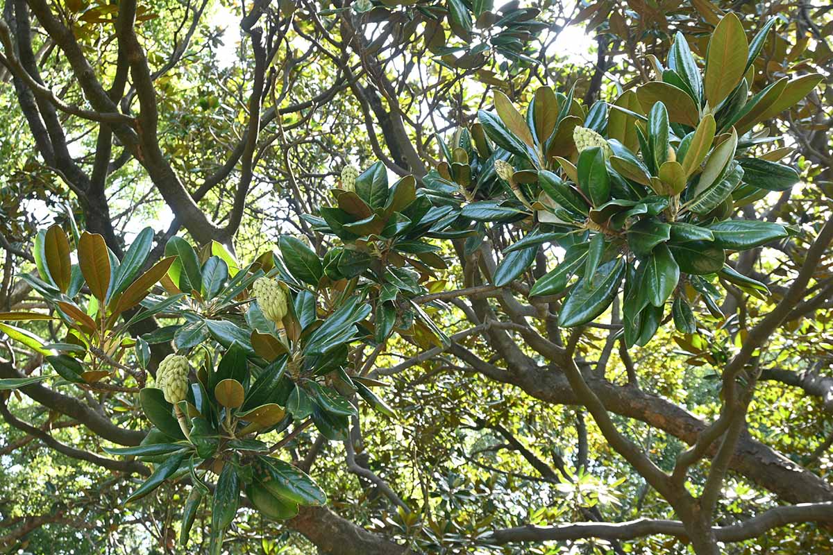 A close up horizontal image of a large southern magnolia tree growing in the garden.