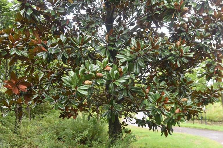 How to Grow and Care for Southern Magnolia Trees