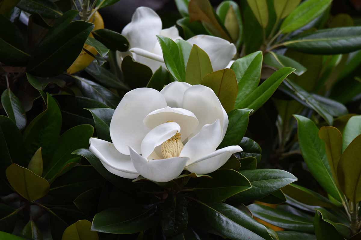 A close up horizontal image of the flowers and foliage of a southern magnolia tree growing in the garden.