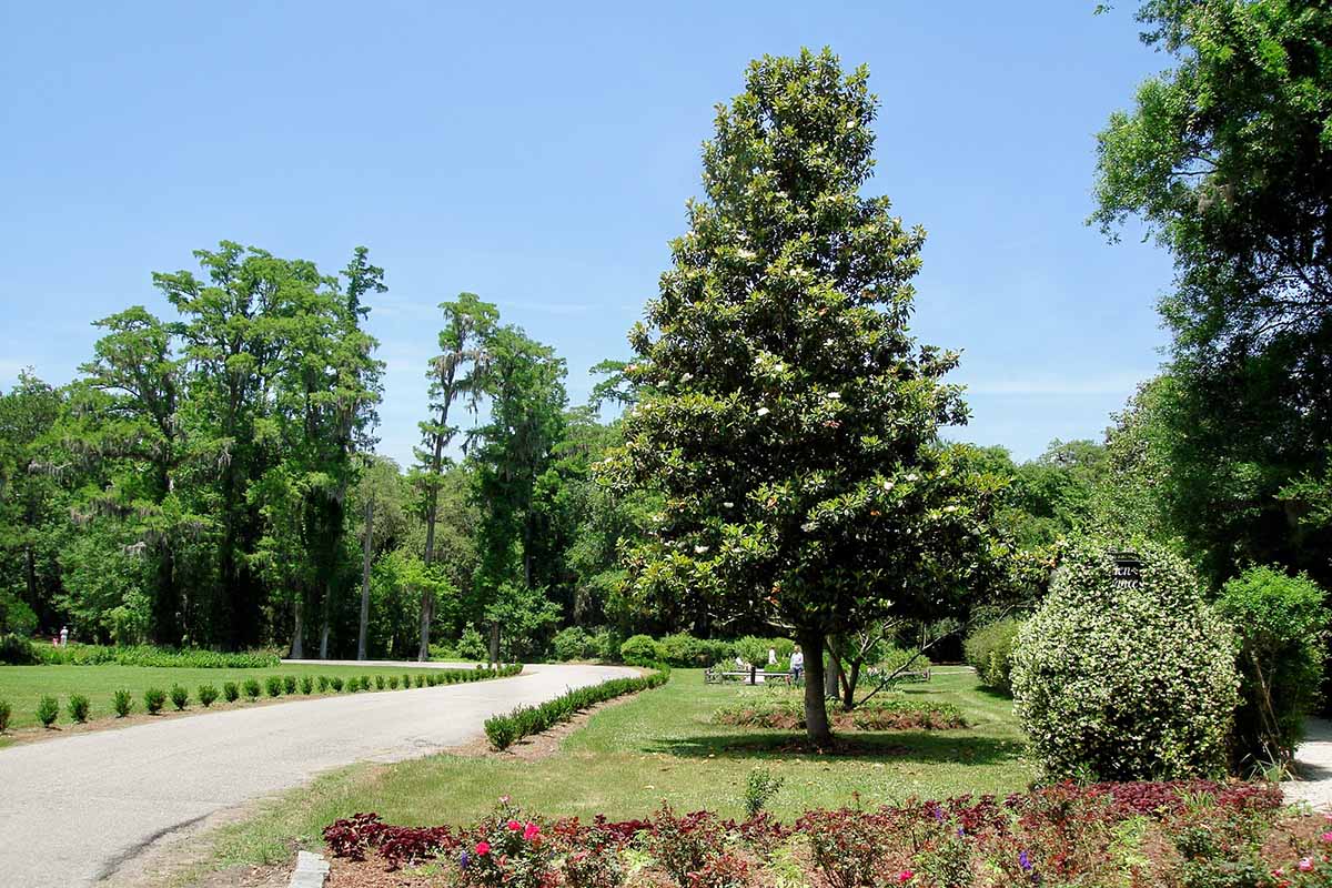 A horizontal image of a large southern magnolia tree growing in a formal park.