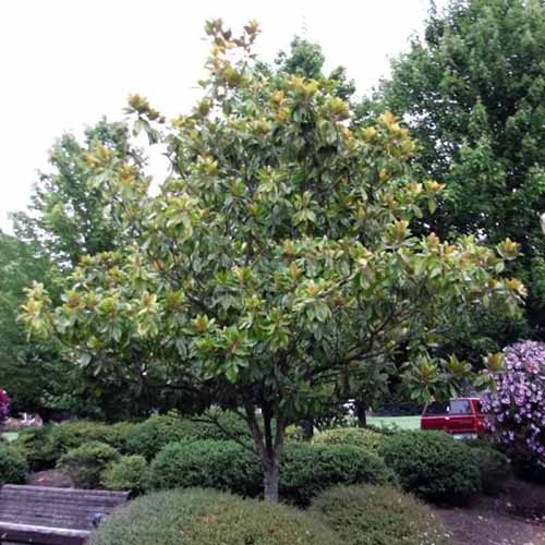A square image of a southern magnolia tree growing in a park.