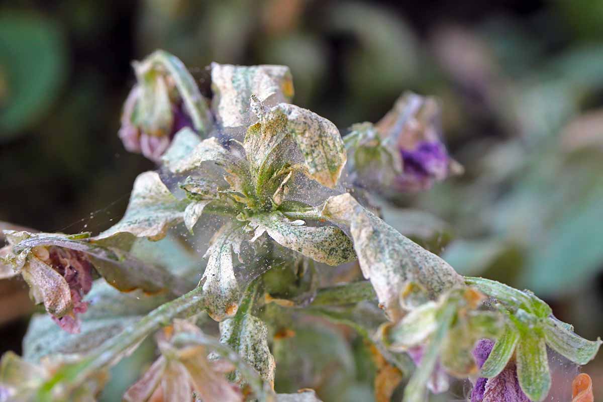 A close up horizontal image of a pansy plant infested with spider mites pictured on a soft focus background.