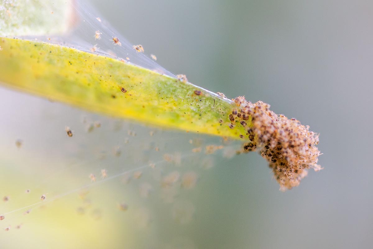 A close up horizontal image of a leaf infested with spider mites pictured on a soft focus background.