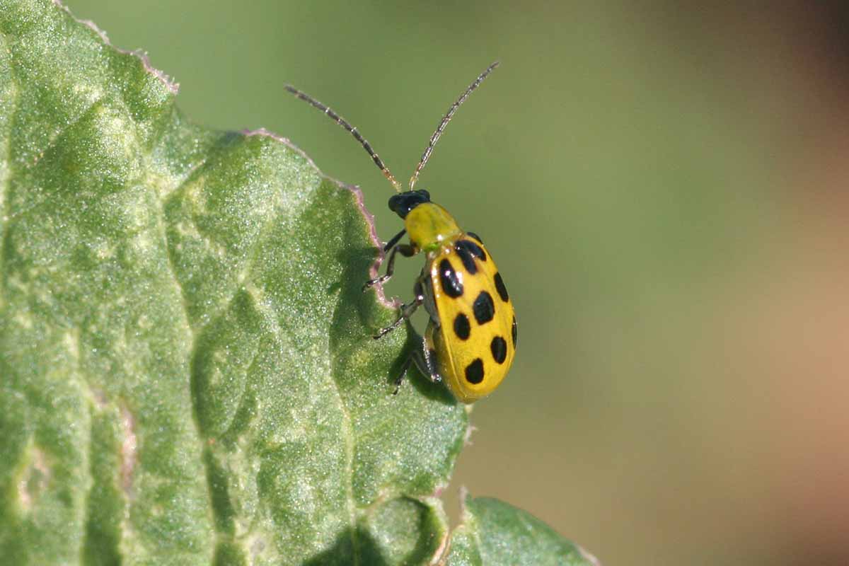 A close up horizontal image of a spotted cucumber beetle on a leaf pictured on a soft focus background.