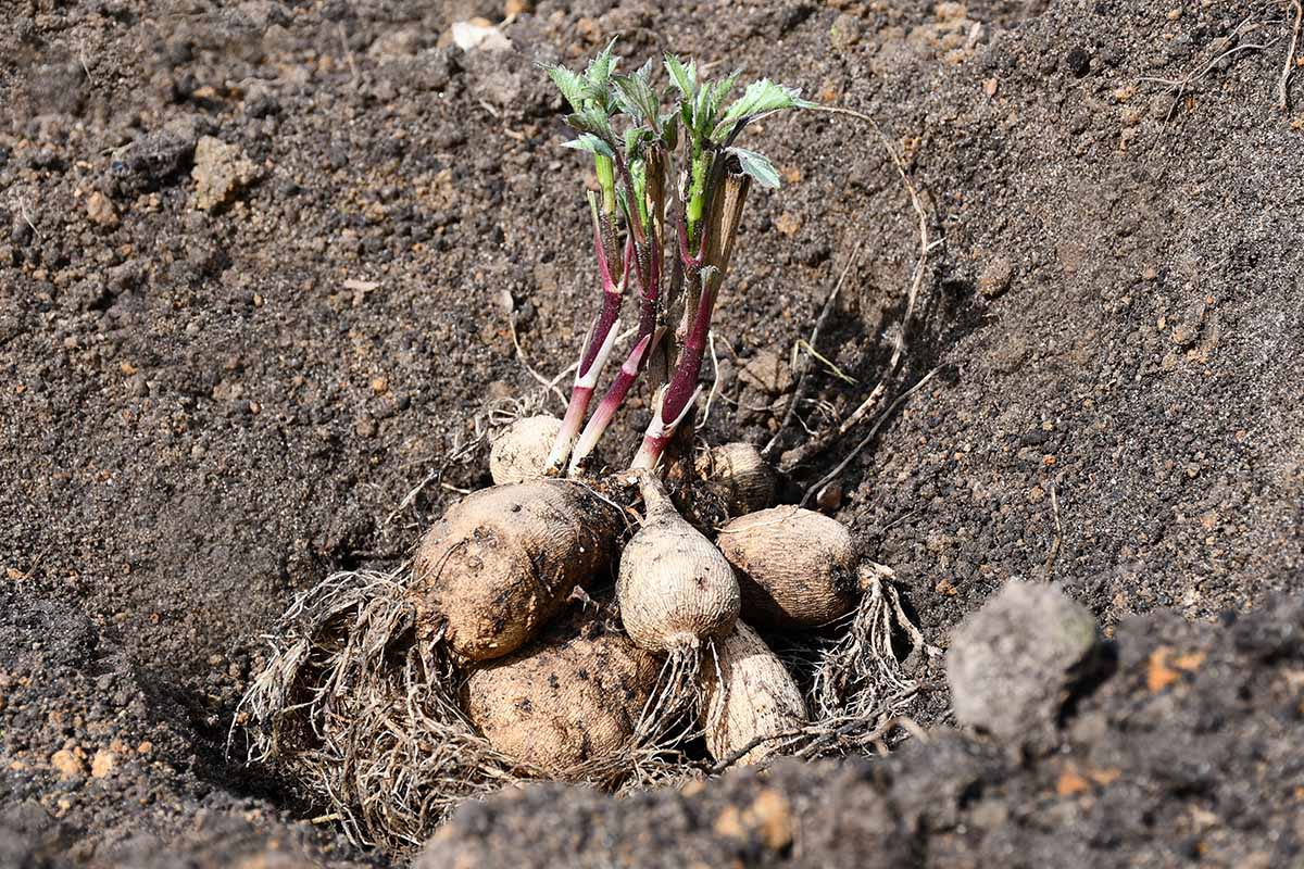 A close up horizontal image of dahlia tubers that have started to sprout set in the soil in the garden.