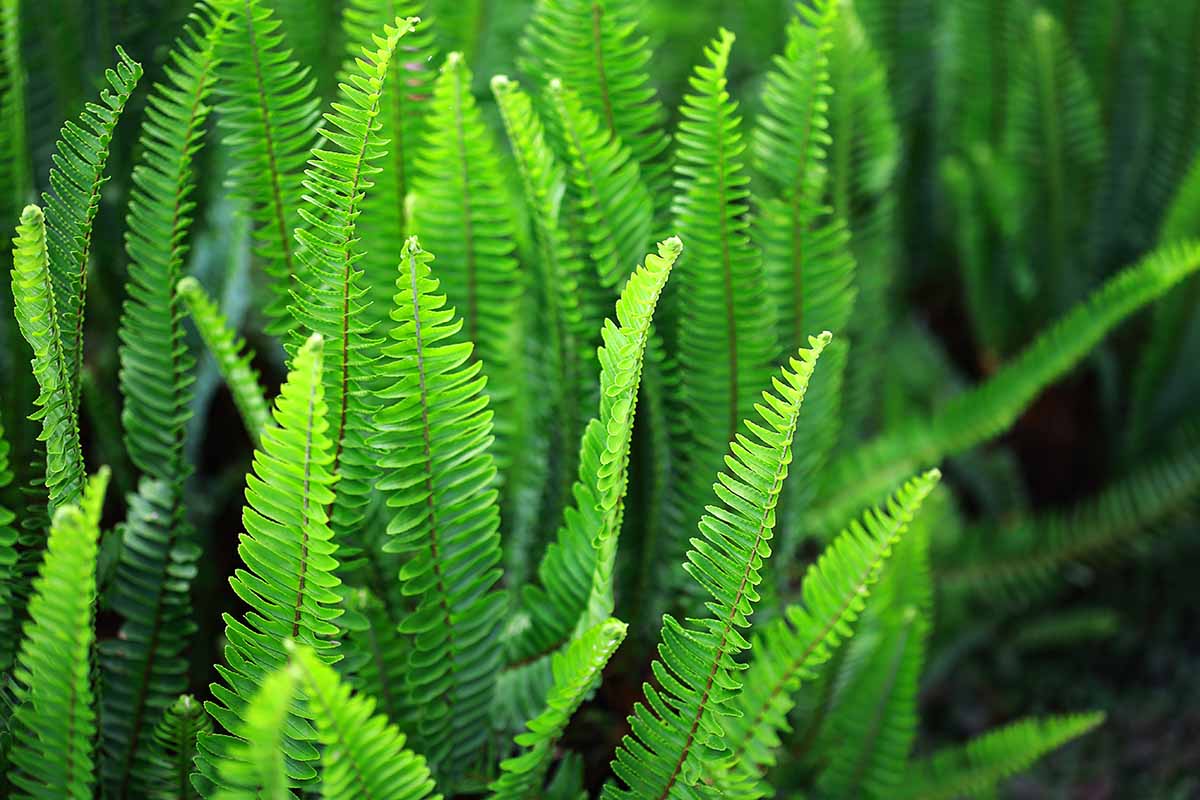A close up horizontal image of the upright fronds of a mature Boston fern (Nephrolepis exaltata) growing outdoors, pictured on a dark soft focus background.