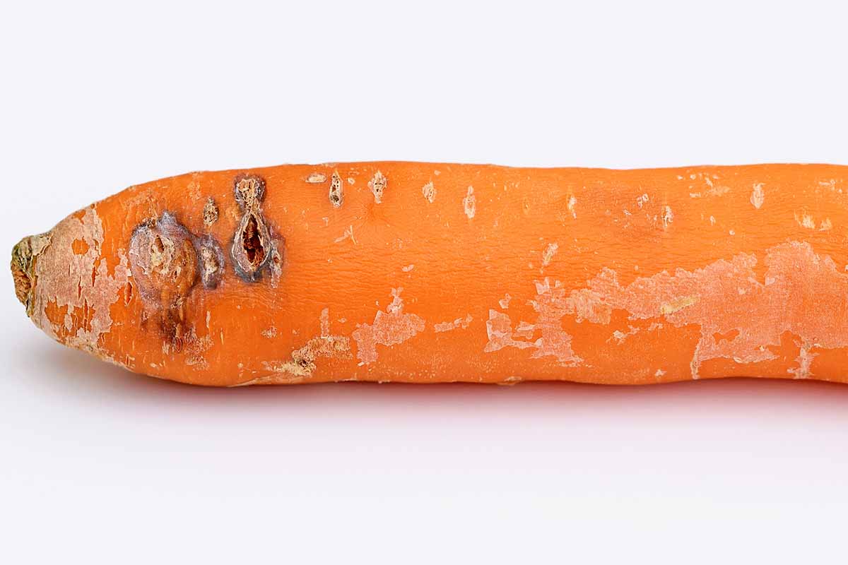 A close up of a single carrot with spots and lesions caused by scab, pictured on a white background.