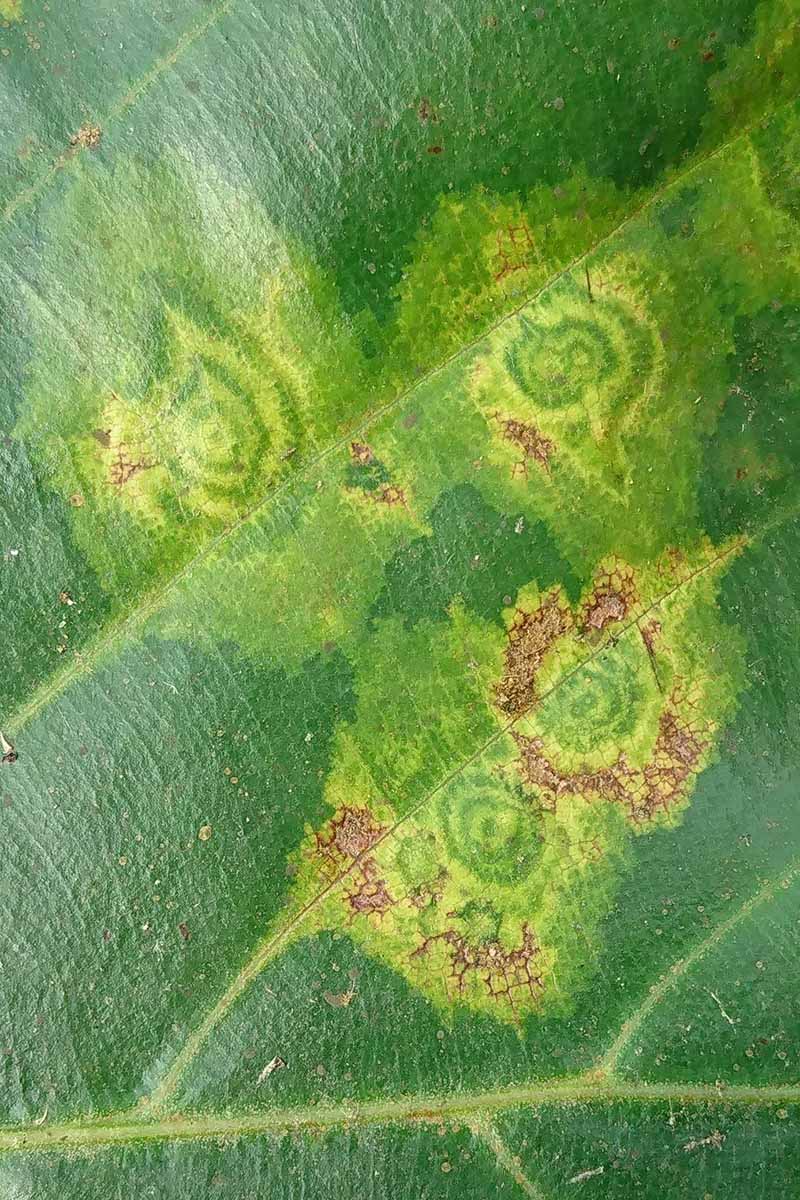 A close up vertical image of the symptoms of necrotic spotted wilt virus on the surface of a leaf.