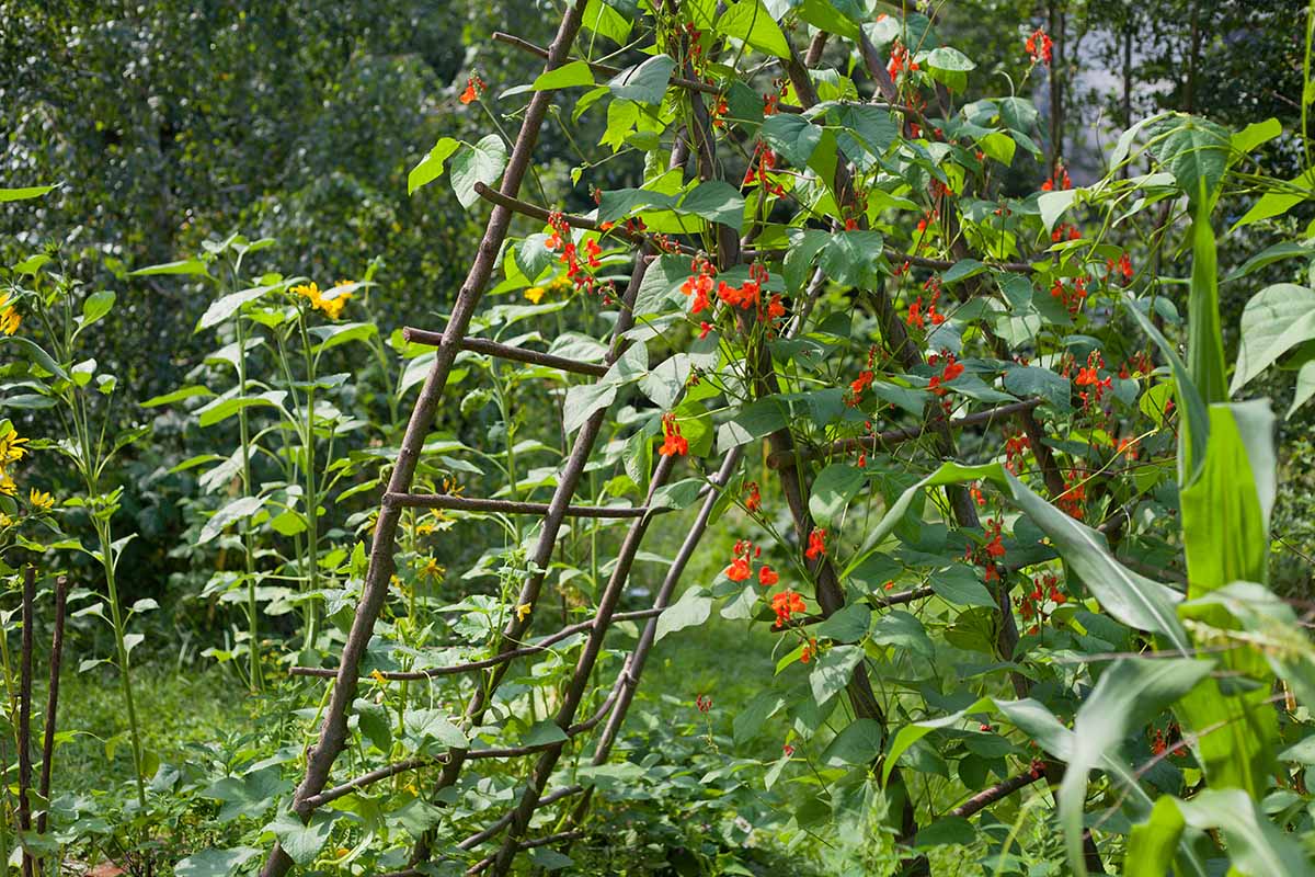 A close up horizontal image of scarlet runners in full bloom climbing up a wooden trellis in the garden.