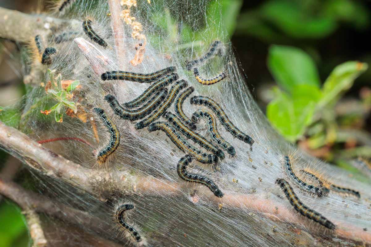 A horizontal shot of tent catepillars on a quince tree trunk.