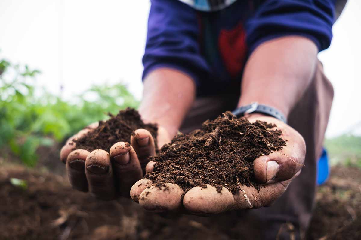 A horizontal photo of a gardener in the garden with two handfuls of garden soil.