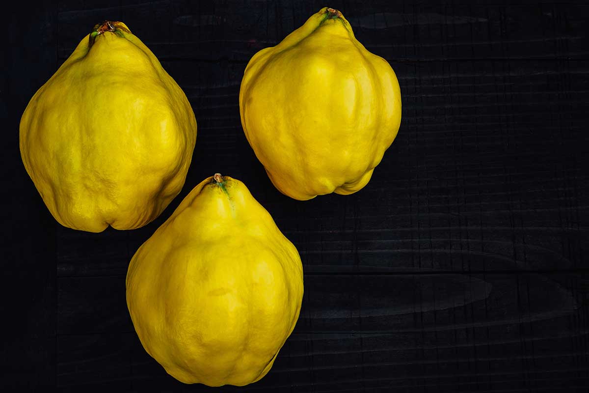 A horizontal photo of three ripe yellow quince fruits on a dark background.
