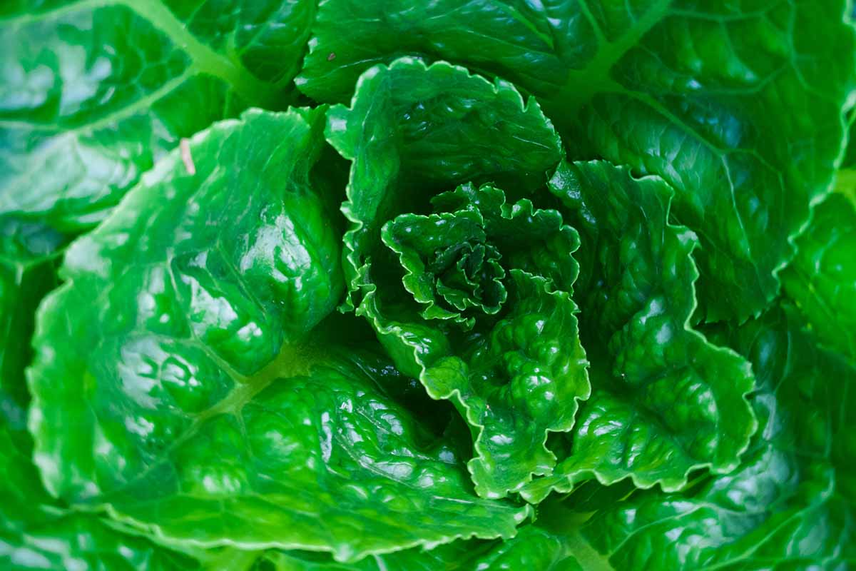 A close up top down image of a romaine lettuce head.