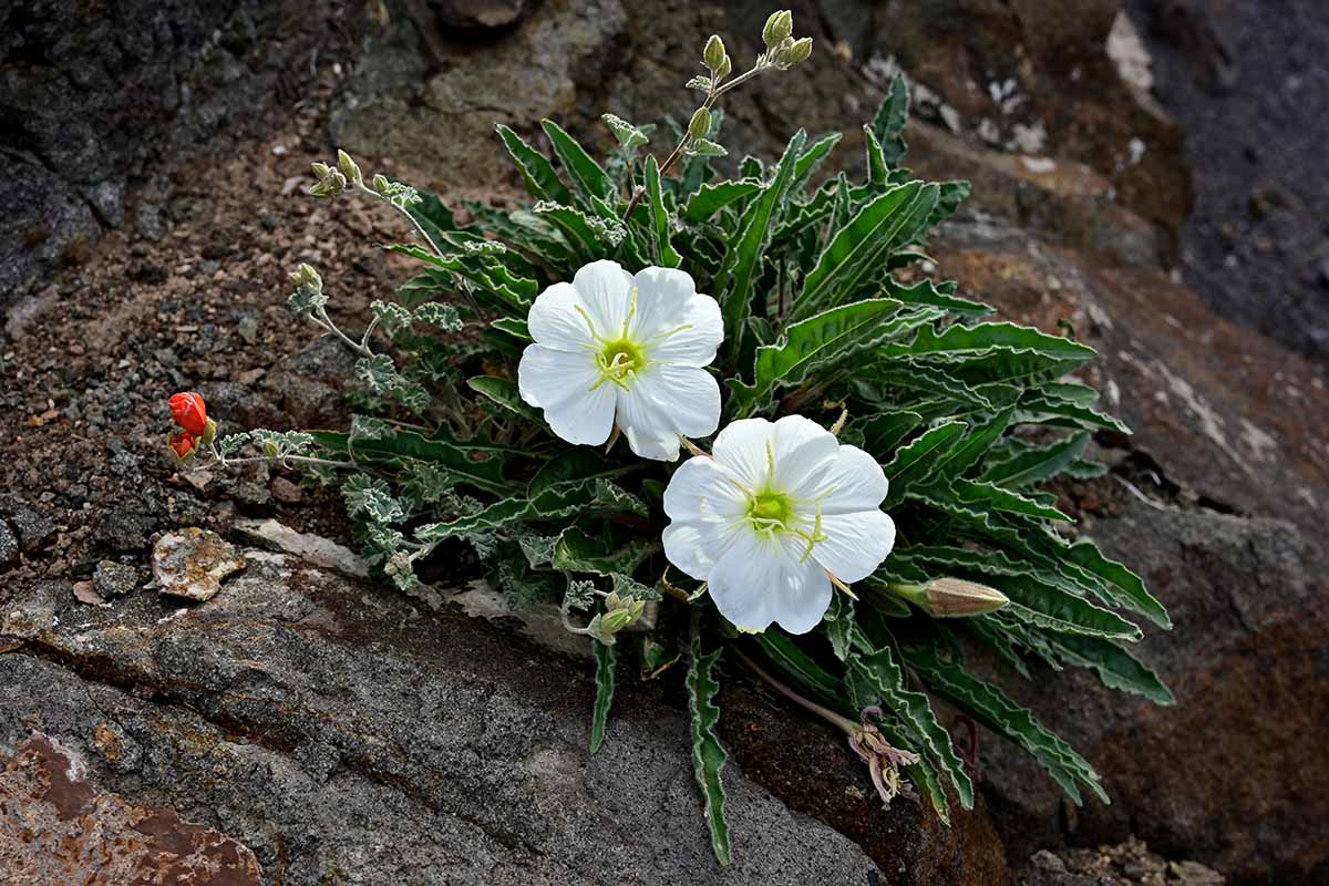 A horizontal photo of white tufted evening primroses in bloom in a garden.