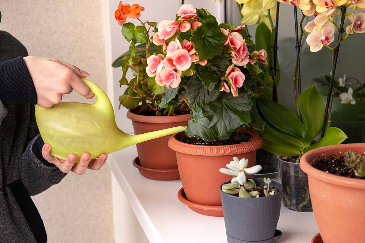 A horizontal image of a gardener watering potted plants indoors with a yellow watering can.