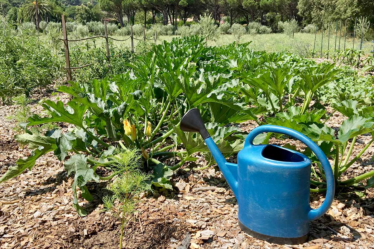 A horizontal photo of a blue watering can in a vegetable garden.