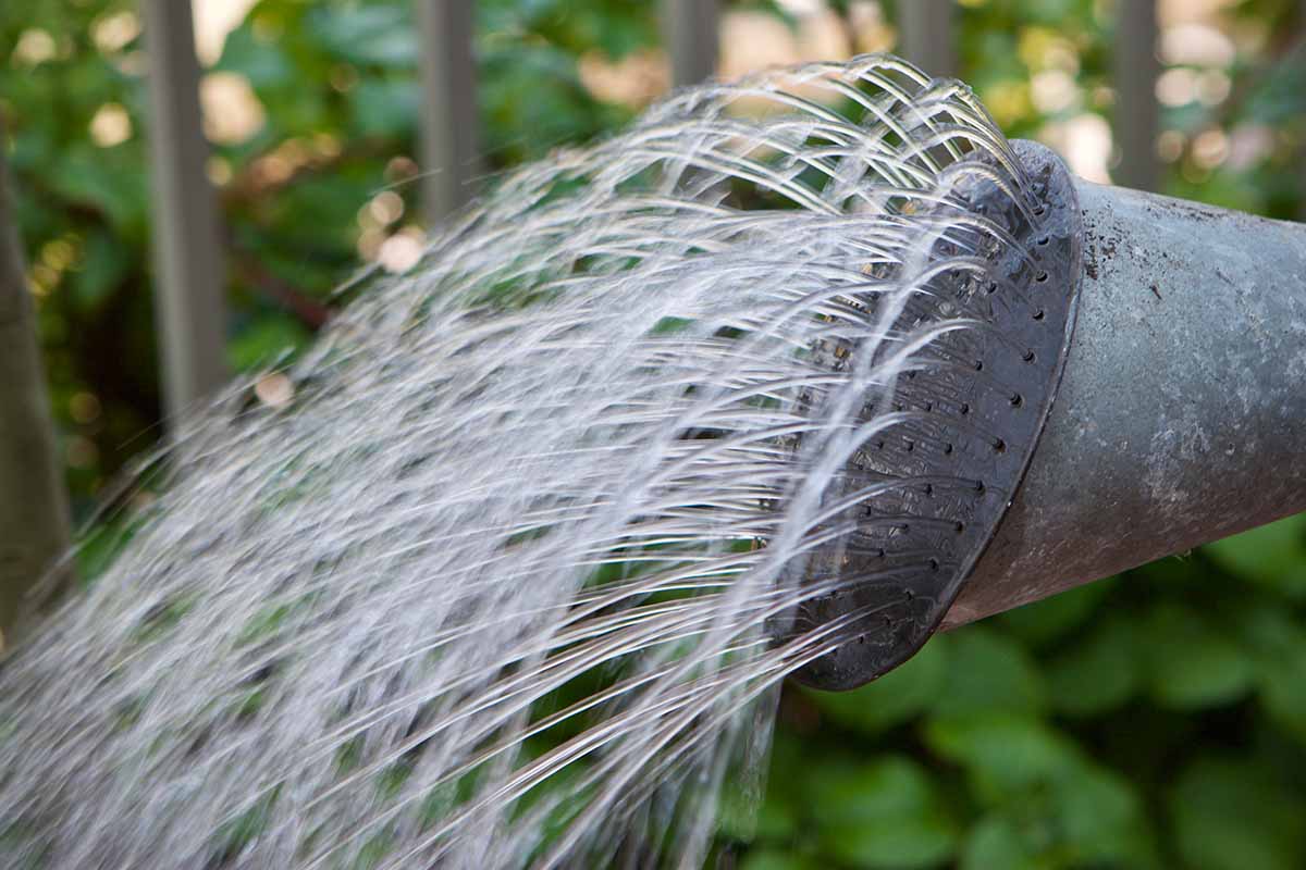 A close up horizontal image of water pouring from a galvanized traditional watering can pictured on a soft focus background.