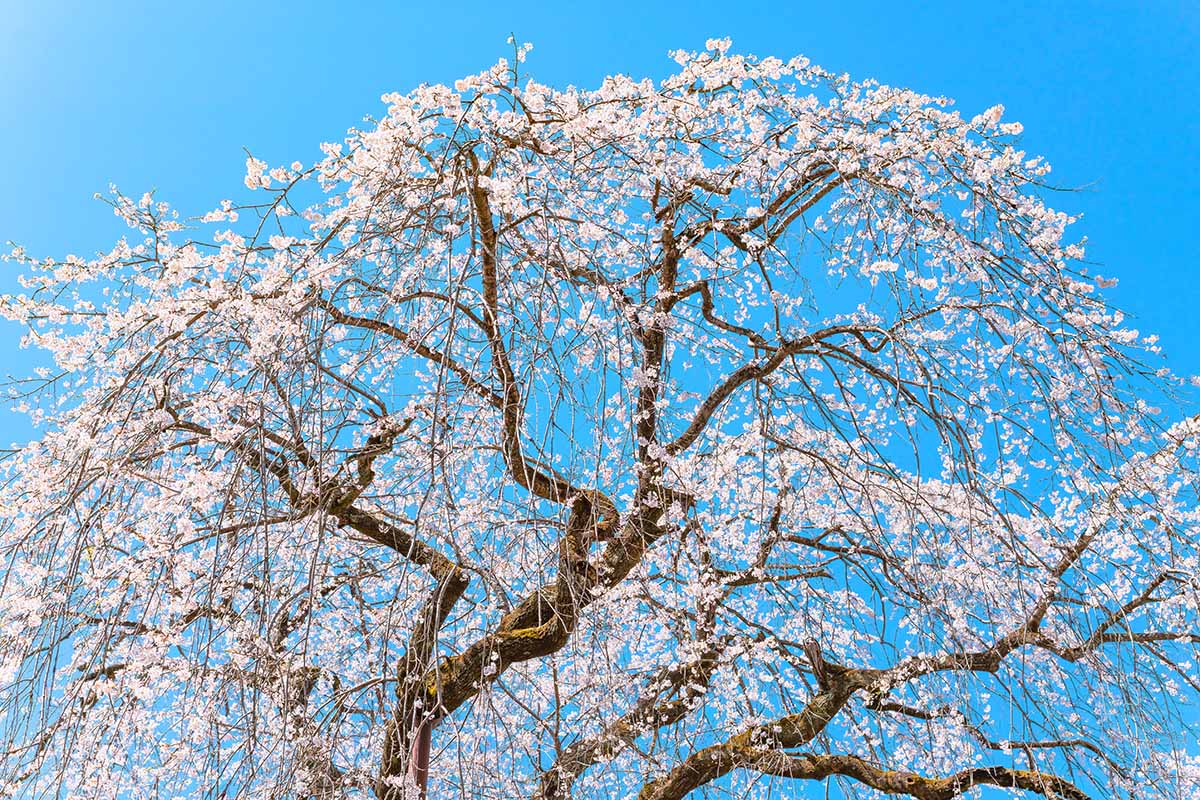 A close up horizontal image of the canopy of a weeping cherry tree pictured on a blue sky background.