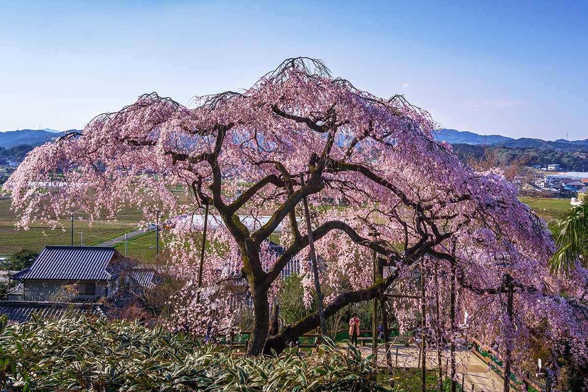 A horizontal image of a large weeping cherry tree in full bloom with a view of a valley and hills in the background.