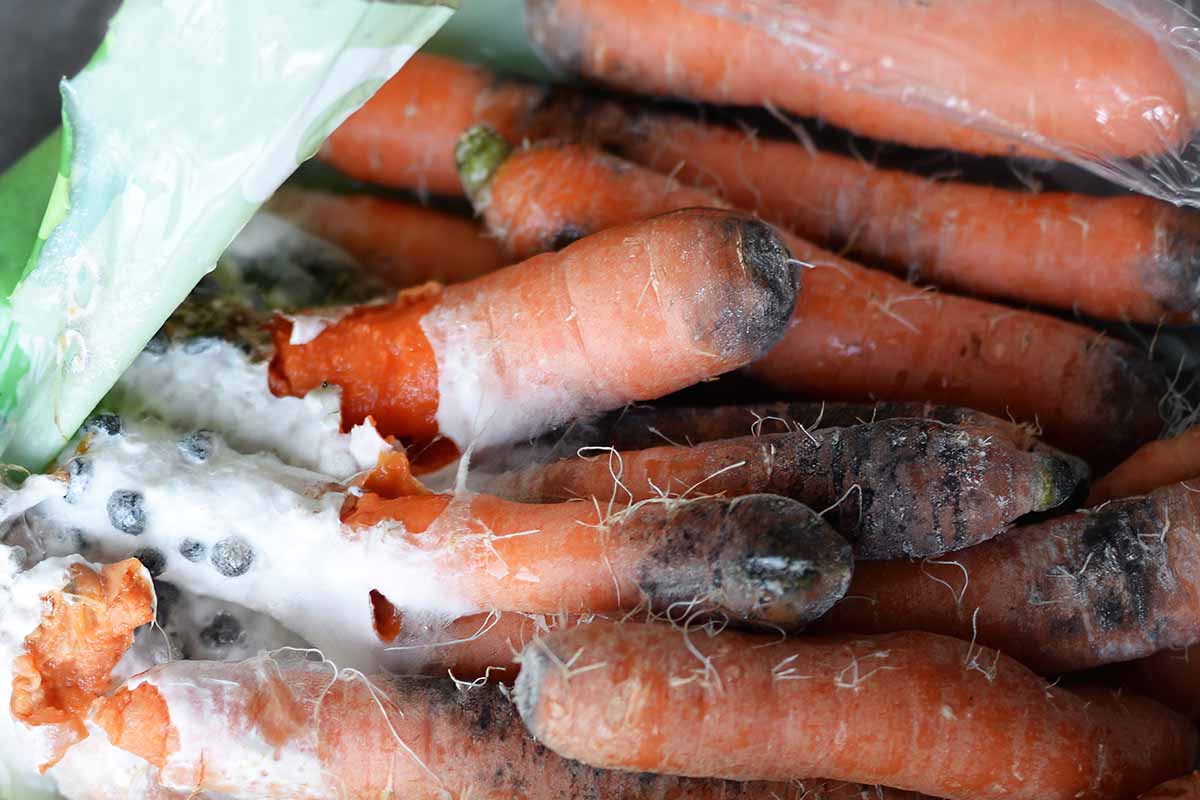 A close up horizontal image of a bag of rotten carrots afflicted with white mold.