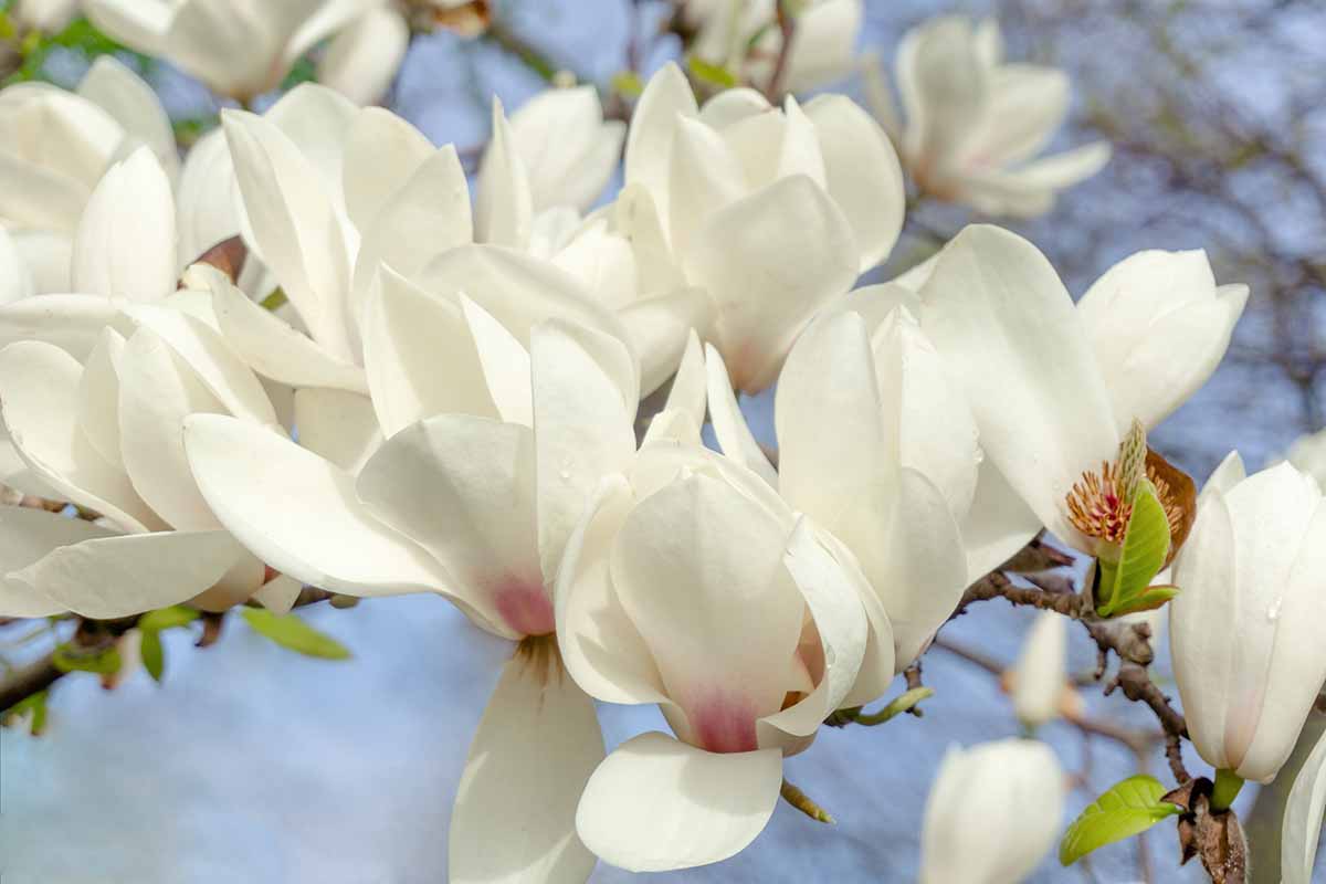A horizontal close up of white saucer magnolia flowers on a tree.
