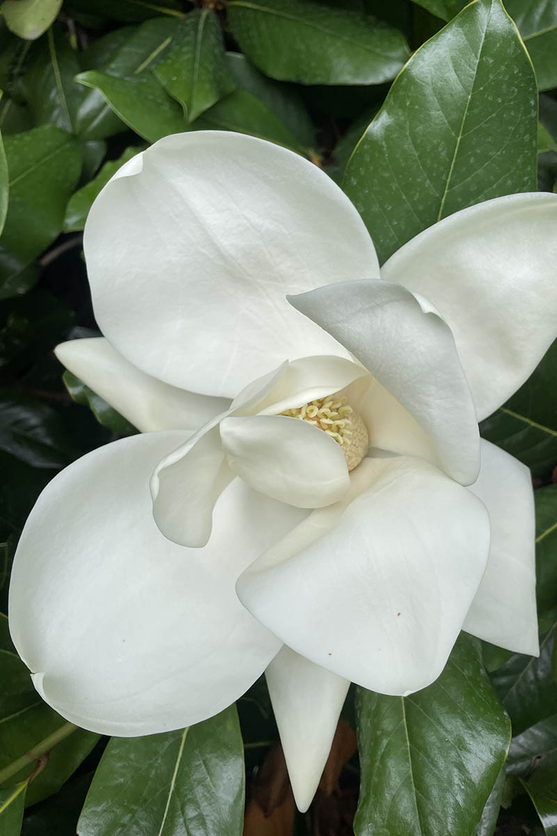 A close up vertical image of a single white southern magnolia flower with foliage in the background.
