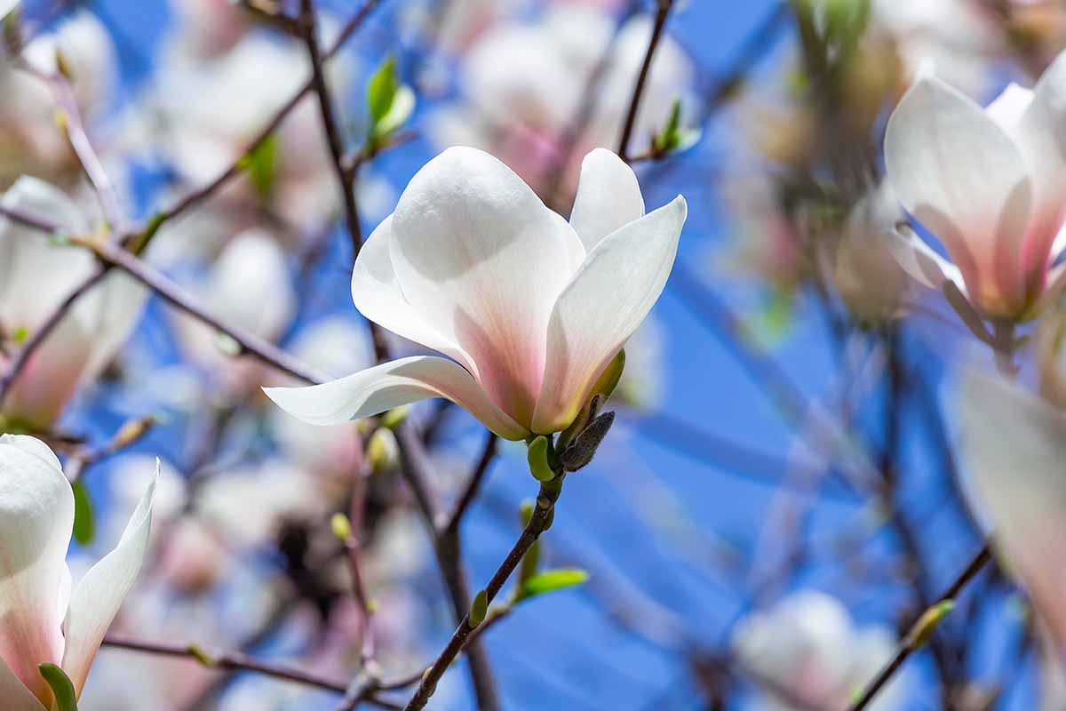 A horizontal close up of white and pale pink blooms on a magnolia tree set against a bright blue sky.