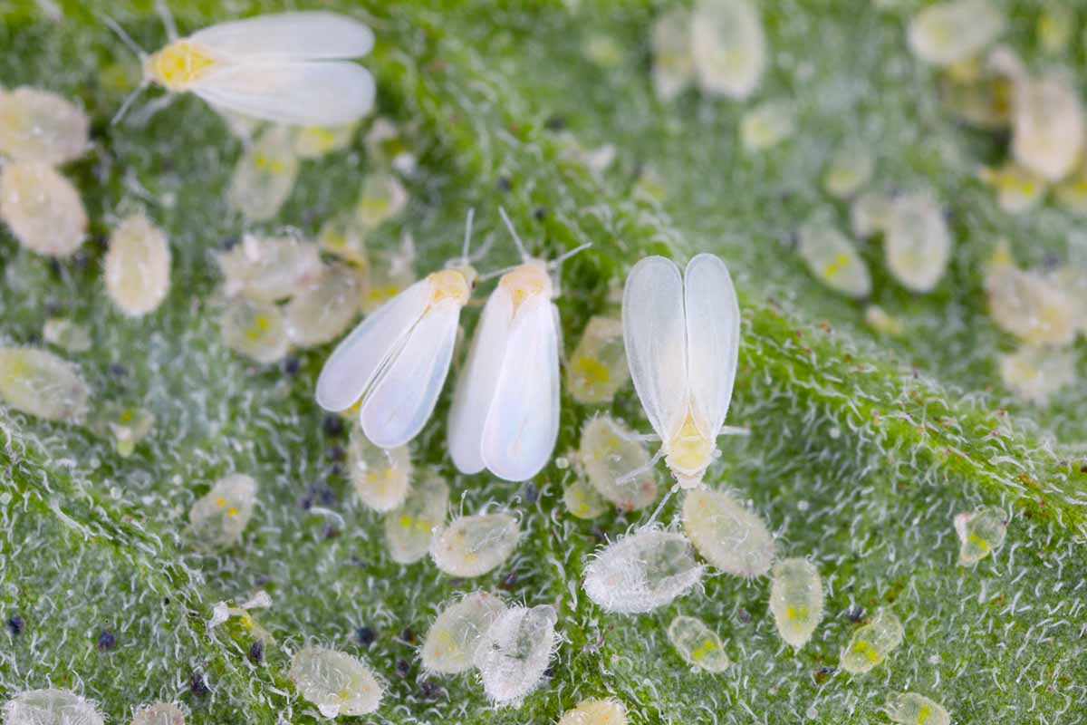 A close up horizontal image of whitefly adults, larvae, and pupae on a leaf in high magnification.