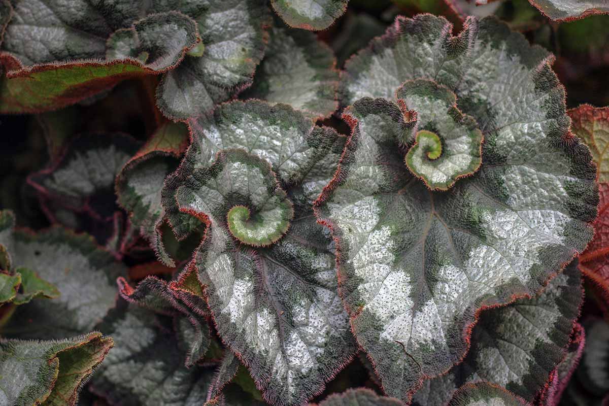 A close up horizontal image of curling leaves on a begonia houseplant.