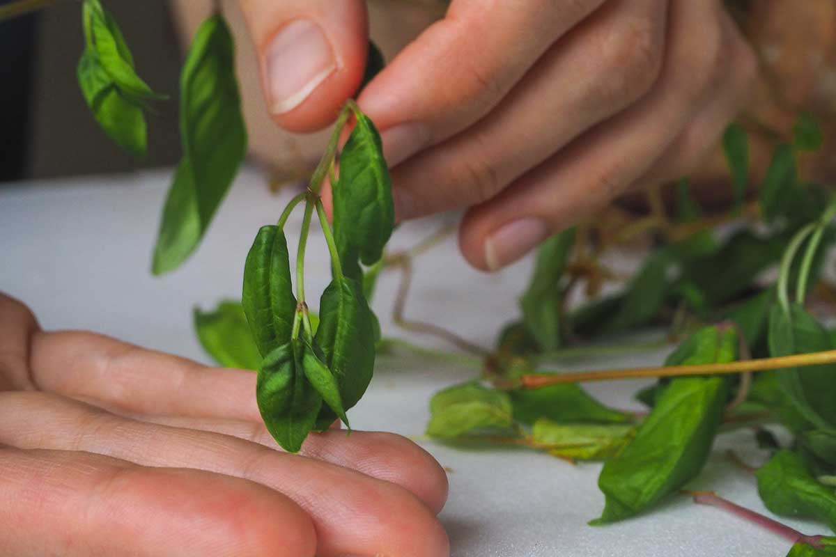 A close up horizontal image of hands holding drooping, wilting foliage.
