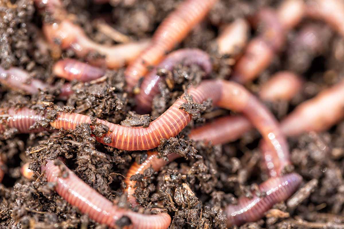A close up horizontal image of red earthworms on the surface of the soil.