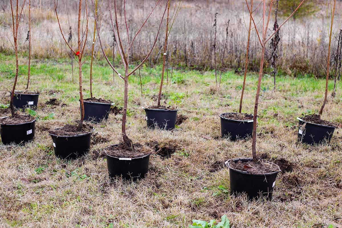A horizontal image of saplings ready for planting in the garden.
