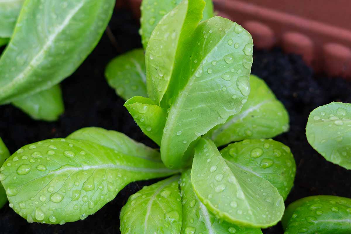 A close up horizontal image of small 'Parris Island Cos' seedlings growing in planter with water droplets on the leaves.