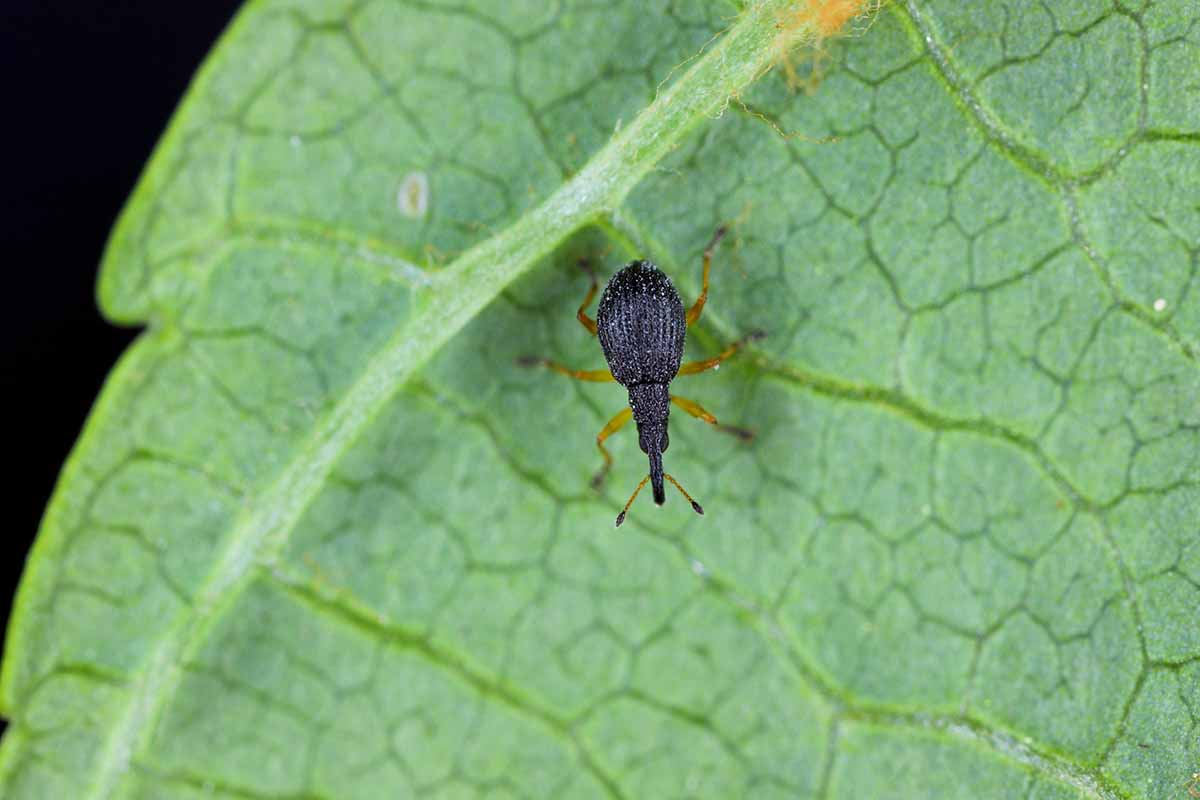 A close up horizontal image of a small beetle on the underside of a leaf.