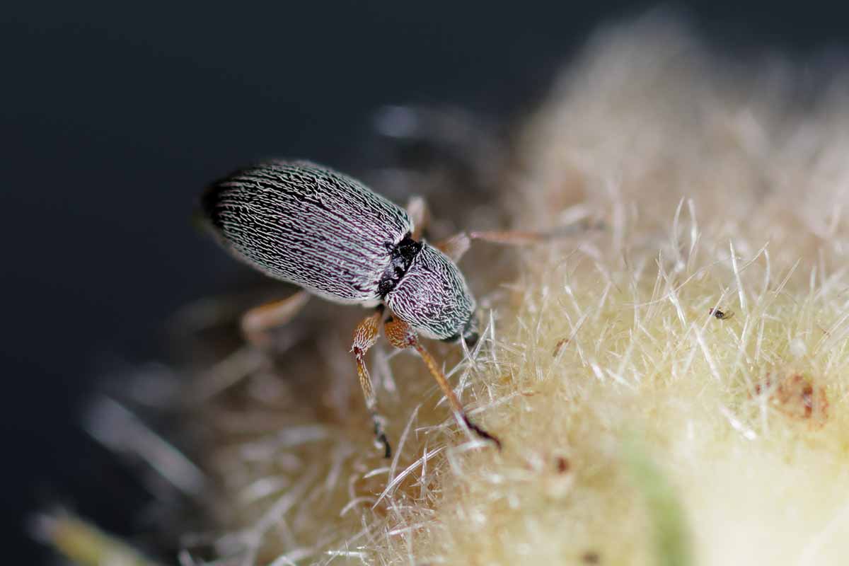 A close up horizontal image of a single Rhopalapion longirostre weevil feeding from plant tissue pictured on a soft focus background.
