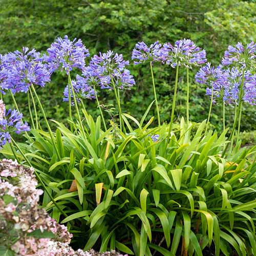 A square image of agapanthus flowers growing in the garden.