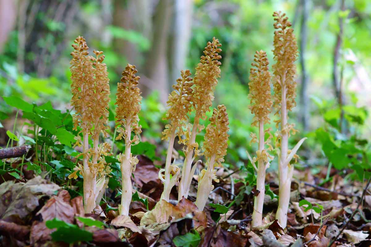A close up horizontal image of bird's-nest orchids (Neottia nidus-avis) sprouting on the forest floor in spring, pictured on a soft focus background.