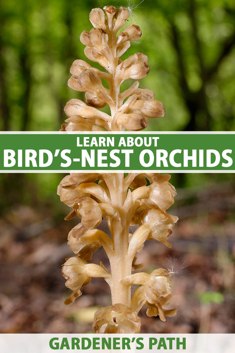 A close up vertical image of a bird's-nest orchid growing on the forest floor pictured on a soft focus background. To the center and bottom of the frame is green and white printed text.