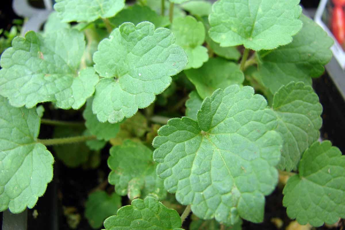 A close up horizontal image of the round foliage of anise hyssop growing in a container.