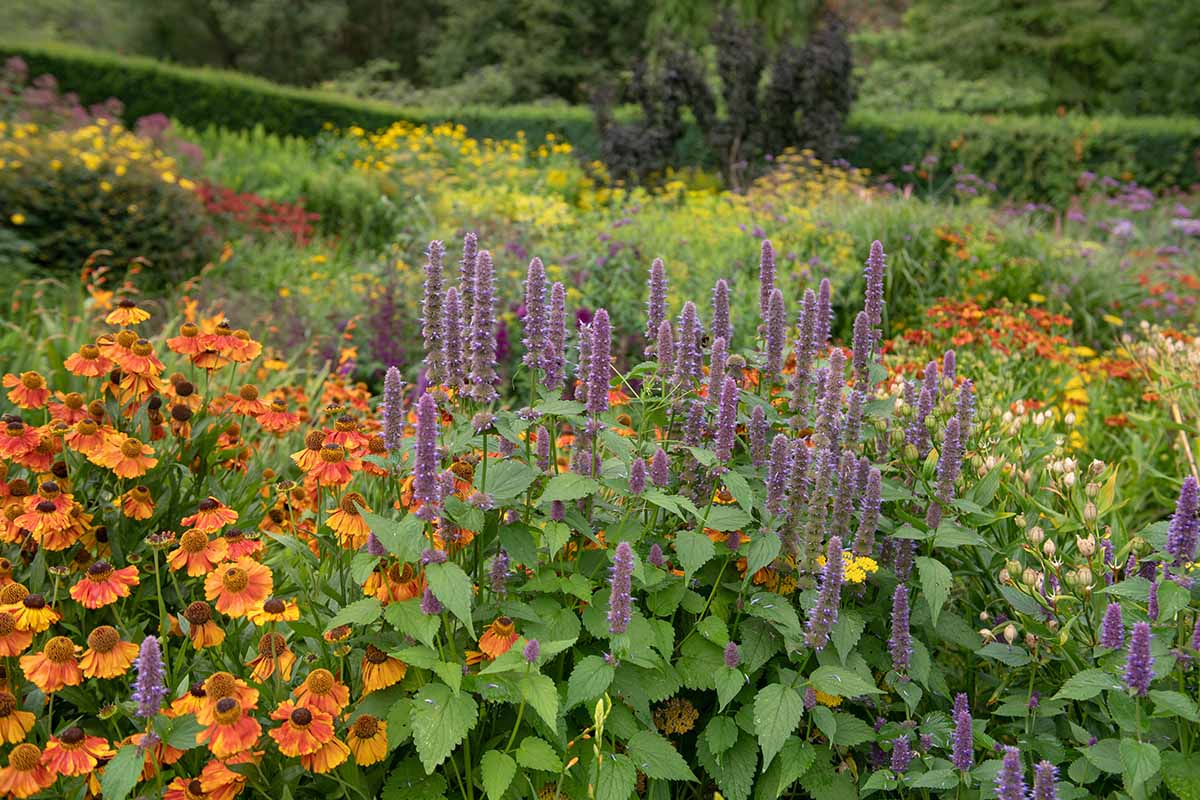 A horizontal image of anise hyssop flowers growing in a mixed perennial bed.