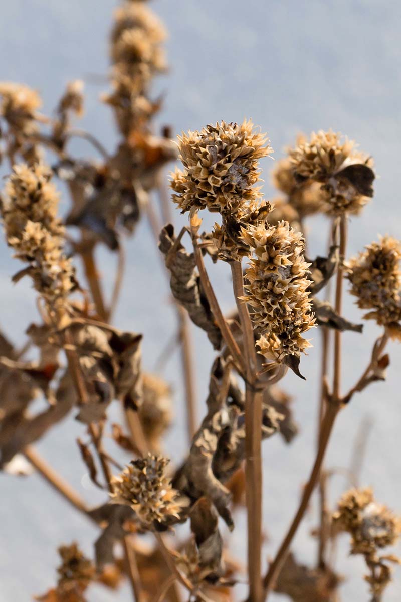 A close up vertical image of the seed heads of anise hyssop in the fall garden.